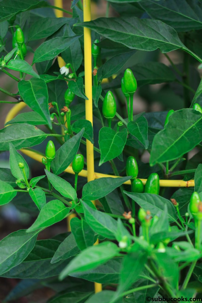 how to store green chilies for long time