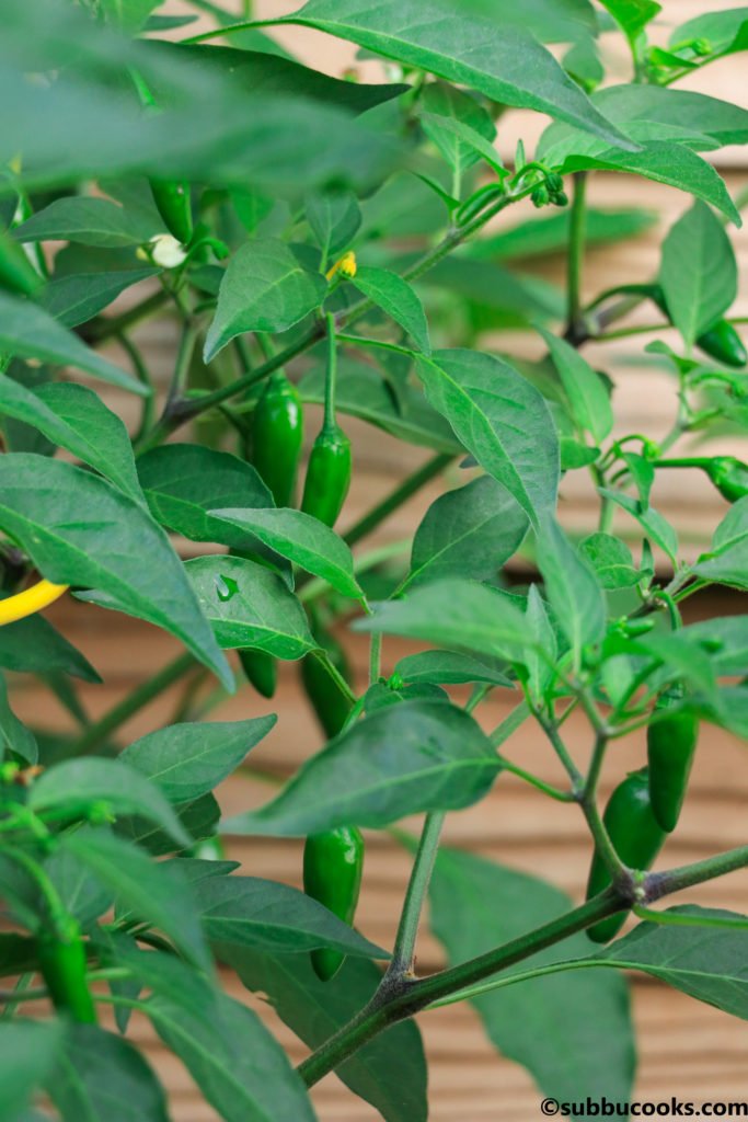 how to store green chilies 